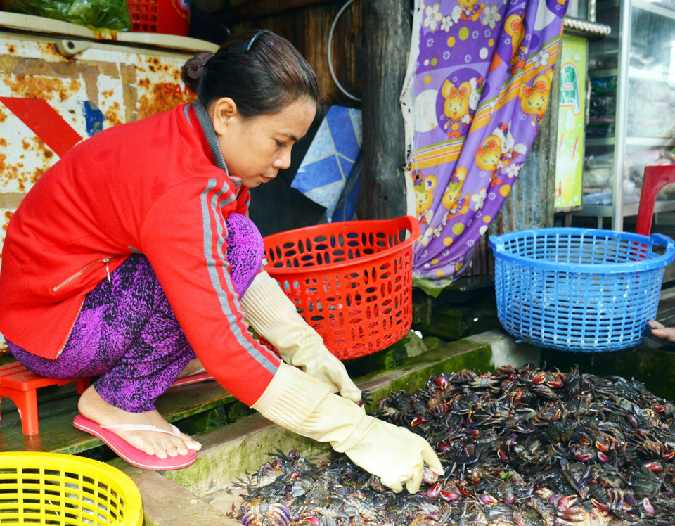 Phân loại ba khía trước khi mang đi muối. (Ảnh: Huỳnh Anh/TTXVN)