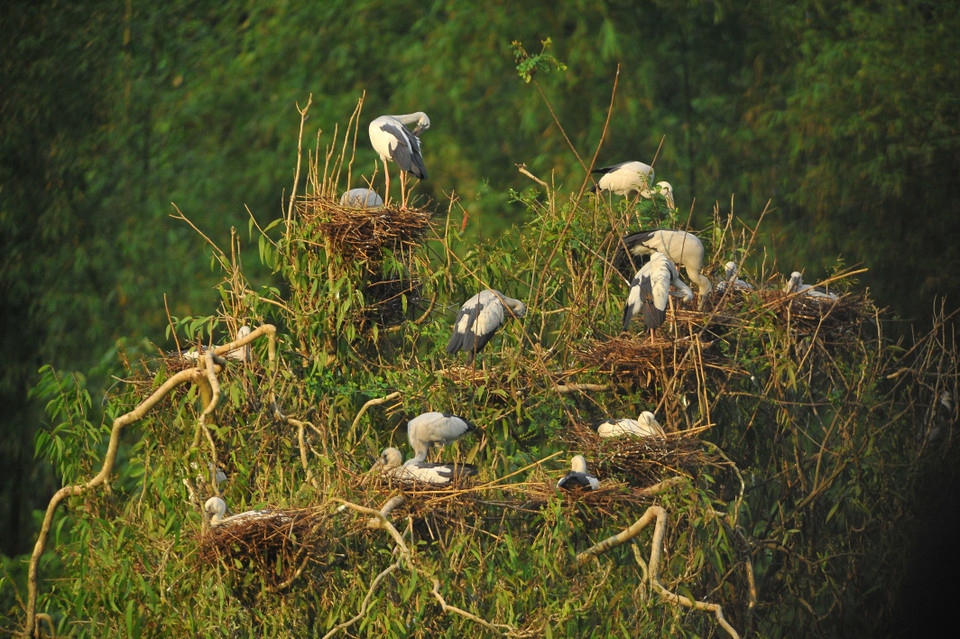 Nhiều loài hạc quý cùng những đàn cò trắng rợp trời tạo nên khung cảnh bình yên nơi Thung Chim. (Ảnh: Minh Đức/TTXVN)