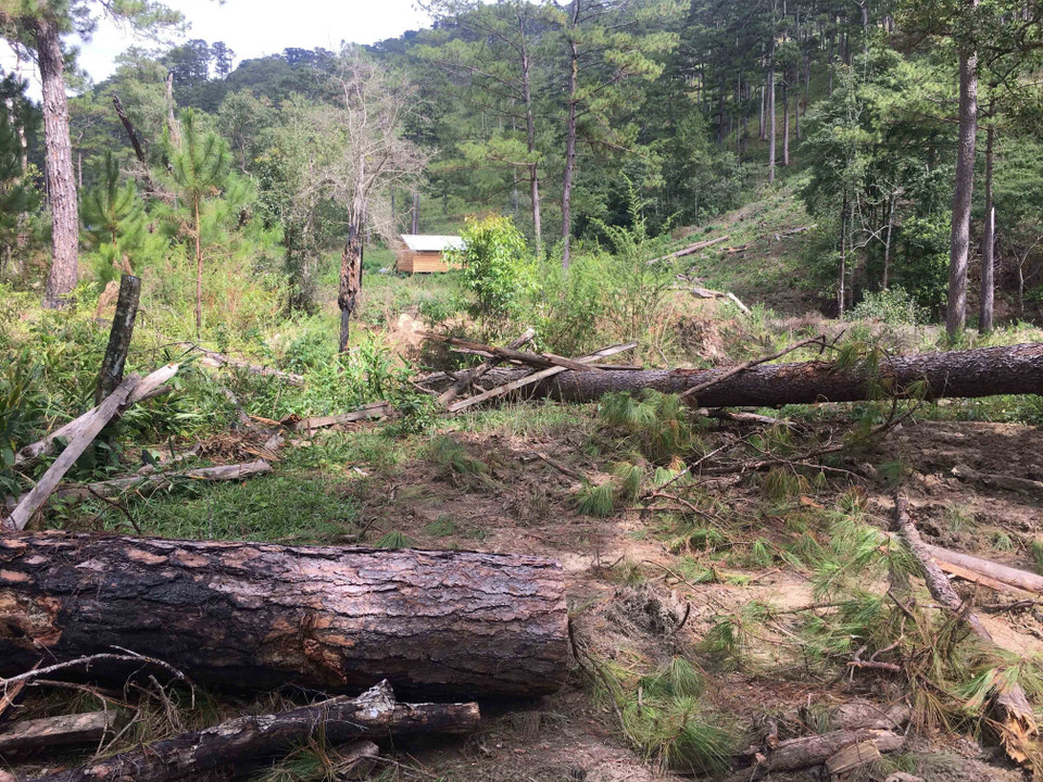 Những cây thông mới bị cưa hạ, lá vẫn còn xanh. (Ảnh: Đặng Tuấn/TTXVN)