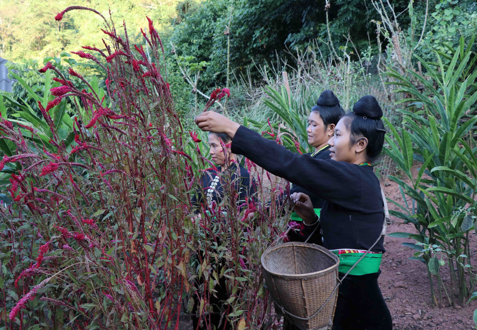 Lễ thức cúng bản xong, người dân sẽ lên nương, tìm đến vùng chuyên gieo trồng hoa mào gà để chọn những cành hoa đẹp, hái hoa mang về nhà trang trí. (Ảnh: Nguyễn Xuân Tiến/TTXVN)