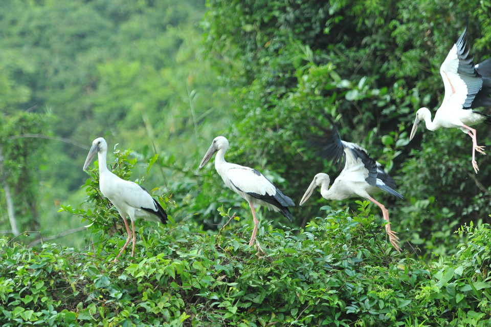 Đến Thung Chim, du khách được khám phá thiên nhiên và ngắm nhìn loài hạc quý cùng những đàn cò trắng rợp trời. (Ảnh: Minh Đức/TTXVN)