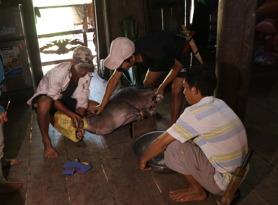 Chuẩn bị vật hiến sinh (lợn) để làm mâm cúng (đồ chín) mời các thần linh, tổ tiên về dự Tết hoa mào gà. (Ảnh: Nguyễn Xuân Tiến/TTXVN)