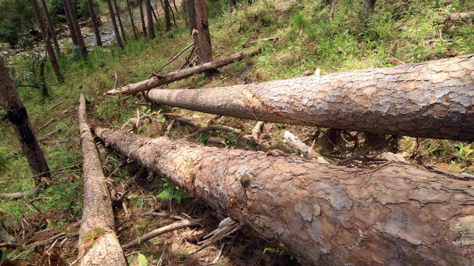 Tại hiện trường ước tính 100 cây thông cổ thụ đã bị đốn hạ, nằm ngổn ngang. (Ảnh: Đặng Tuấn/TTXVN)