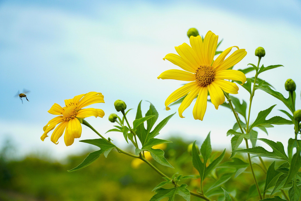 Hoa dã quỳ đua nhau khoe sắc. (Ảnh: Xuân Tư/TTXVN)