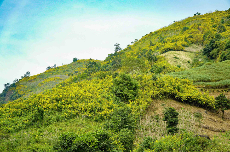 Những sườn đồi được nhuộm vàng bởi sắc hoa dã quỳ. (Ảnh: Xuân Tư/TTXVN)