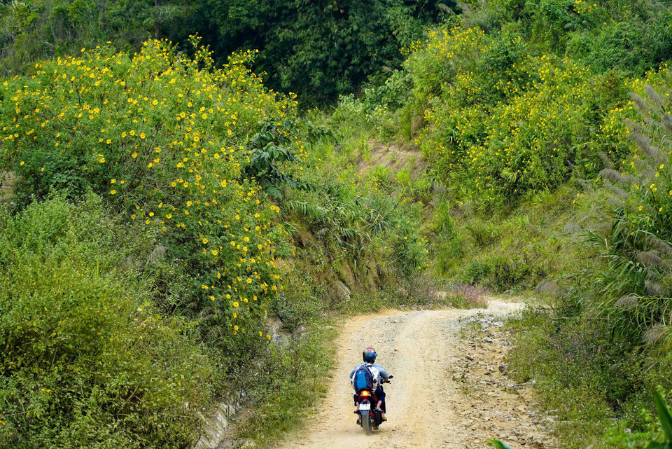 Hoa dã quỳ nở rộ trên các cung đường Tây Bắc. (Ảnh: Xuân Tư/TTXVN)