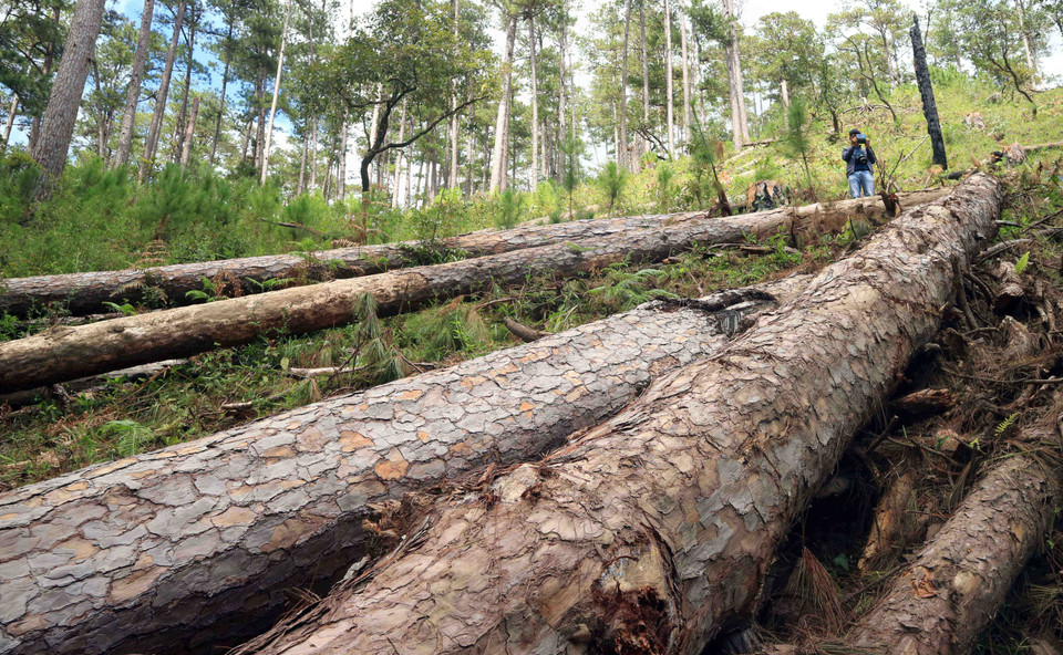 Tại hiện trường ước tính 100 cây thông cổ thụ đã bị đốn hạ, nằm ngổn ngang. (Ảnh: Đặng Tuấn/TTXVN)