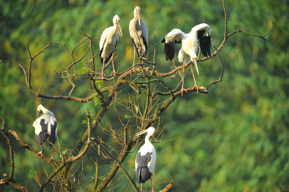 Nhiều loài hạc quý cùng những đàn cò trắng rợp trời tạo nên khung cảnh bình yên thơ. (Ảnh: Minh Đức/TTXVN)