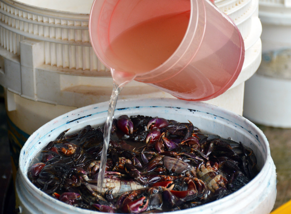 Nước muối dùng để muối ba khía phải được pha đủ độ, muối phải bão hòa không tan trong nước thì mới đúng chuẩn. (Ảnh: Huỳnh Anh/TTXVN)