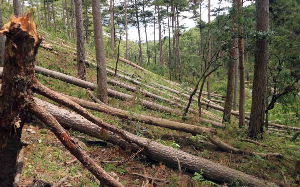 Tại hiện trường ước tính 100 cây thông cổ thụ đã bị đốn hạ, nằm ngổn ngang. (Ảnh: Đặng Tuấn/TTXVN)