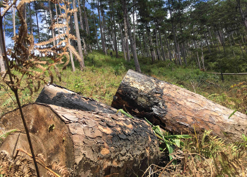 Đường kính gốc cây từ 50cm đến 80cm, dài khoảng 20 mét, diện tích tác động khoảng 1.000m2 đất rừng. (Ảnh: Đặng Tuấn/TTXVN)