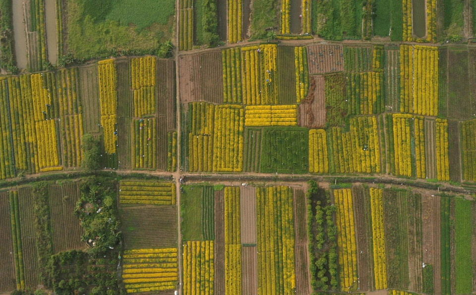 Người dân thôn Nghĩa Trai trồng cúc tiến vua để làm dược liệu nên cây được chăm bón rất cẩn thận. Cánh đồng hoa được chia làm nhiều luống thẳng hàng lối, nên nhìn từ xa như một tấm thảm vàng rực rỡ, trải dài hút mắt. (Ảnh: Phạm Kiên/ TTXVN)