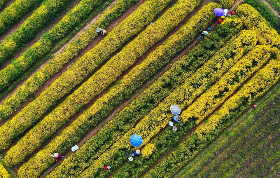 Người dân thôn Nghĩa Trai trồng cúc tiến vua để làm dược liệu nên cây được chăm bón rất cẩn thận. Cánh đồng hoa được chia làm nhiều luống thẳng hàng lối, nên nhìn từ xa như một tấm thảm vàng rực rỡ, trải dài hút mắt. (Ảnh: Phạm Kiên/ TTXVN)