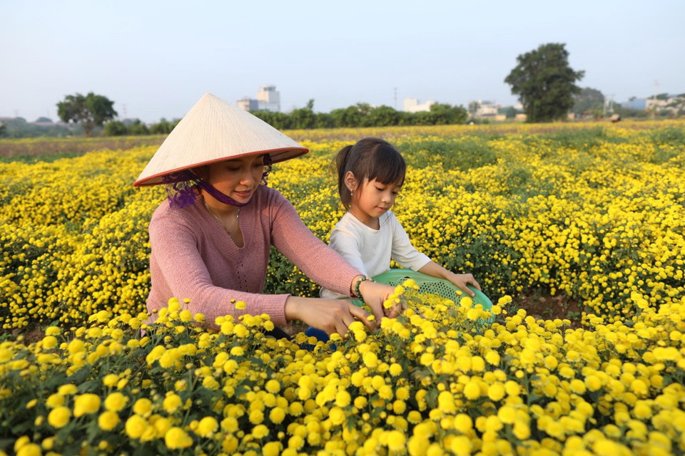 Hiện đang vào mùa thu hoạch của cúc chi. Nhiều người dân chia sẻ, hoa cúc chi có chất lượng tốt nhất khi vừa nở, không còn nụ và cũng chưa kịp tàn. Mỗi dịp thu hoạch chia làm hai đợt, mỗi đợt cách nhau khoảng một tháng. (Ảnh: Phạm Kiên/ TTXVN)