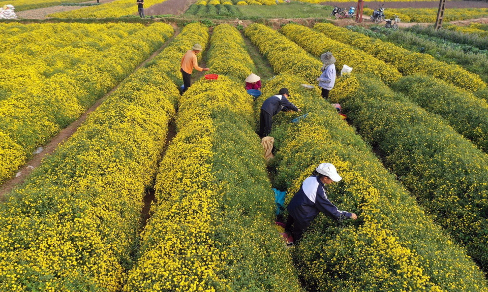 Cúc tiến vua còn được gọi là kim cúc, cúc hoa vàng hay hoàng cúc, và thường gọi nhất là cúc chi, thường được trồng làm cảnh, lấy pha trà hay làm thuốc. Sự tích kể lại rằng hoa kim cúc (người dân thường gọi tắt là hoa cúc) được trồng để dâng lên vua chúa làm dược liệu nên còn có tên gọi khác là cúc tiến vua. (Ảnh: Phạm Kiên/TTXVN)