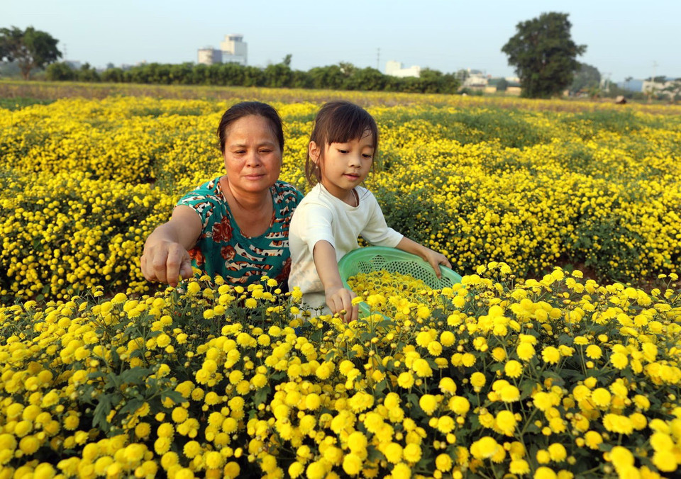 Khác với cúc chi trắng chỉ để ngắm, cúc chi vàng ở Nghĩa Trai được coi là loại thảo dược tự nhiên dùng để chăm sóc cho sức khỏe con người. (Ảnh: Phạm Kiên/TTXVN)