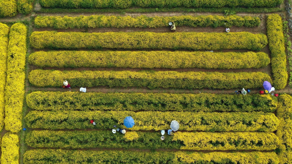 Nơi đây nổi tiếng về nghề trồng hoa làm thuốc. Một trong những loại hoa đó chính là hoa cúc chi hay còn gọi là cúc tiến Vua. (Ảnh: Phạm Kiên/TTXVN)