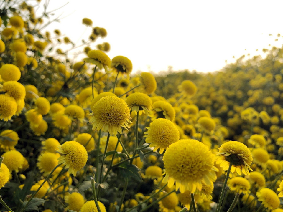 Những ngày cận Tết Dương lịch 2019, khi cả nước đang chuẩn bị đón một Năm mới bình yên, cũng là mùa cúc chi vàng nở rộ rực rỡ trên những cánh đồng hoa ở thôn Nghĩa Trai, xã Tân Quang, huyện Văn Lâm, Hưng Yên. (Ảnh: Phạm Kiên/TTXVN)