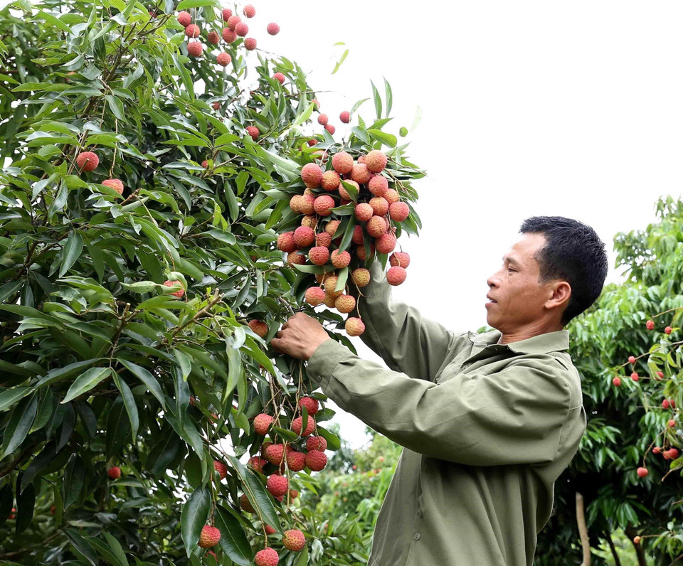Năm 2019, hộ nông dân Đặng Văn Sìn (dân tộc Sán Dìu) ở thôn Muối, xã giáp Sơn, huyện Lục Ngạn có hơn 4.000m2 trồng vải theo tiêu chuẩn VietGap và GlobalGap, dự kiến thu hoạch được khoảng 3,5 tấn quả, thu lãi hơn 1,2 tỷ đồng, gấp 2 lần năm trước. (Ảnh: Vũ Sinh/TTXVN)