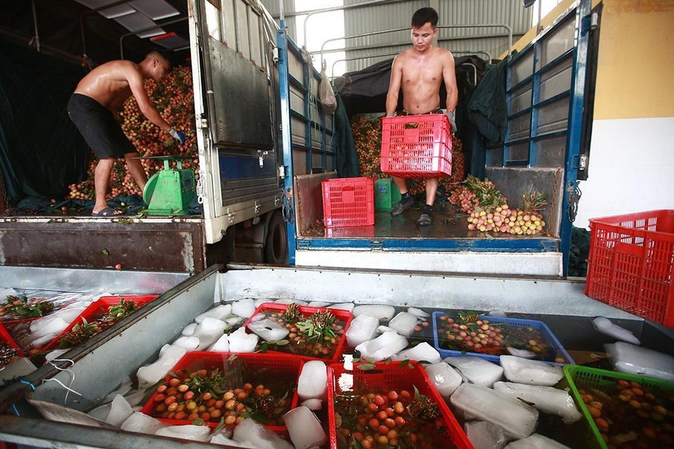 Hợp tác xã sản xuất nông sản và thương mại Hồng Giang, xã Hồng Giang, huyện Lục Ngạn, mỗi ngày sơ chế đóng gói được hơn 30 tấn quả vải xuất khẩu, tạo việc làm cho 25 lao động tại địa phương. (Ảnh: Trọng Đạt/TTXVN)