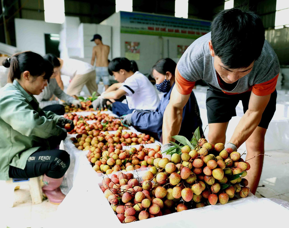 Sơ chế vải tại Hợp tác xã sản xuất nông sản và thương mại Hồng Giang, xã Hồng Giang, huyện Lục Ngạn. (Ảnh: Vũ Sinh/ TTXVN)