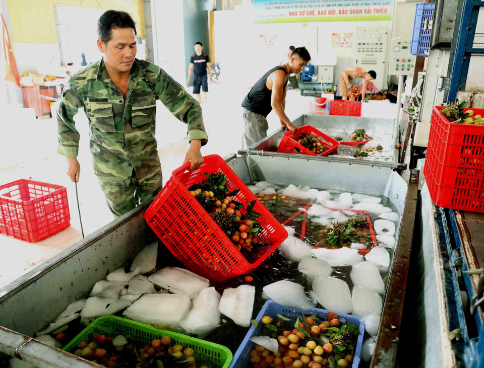 Hợp tác xã sản xuất nông sản và thương mại Hồng Giang, xã Hồng Giang, huyện Lục Ngạn, mỗi ngày sơ chế đóng gói được hơn 30 tấn quả vải xuất khẩu, tạo việc làm cho 25 lao động tại địa phương. (Ảnh: Vũ Sinh/TTXVN)