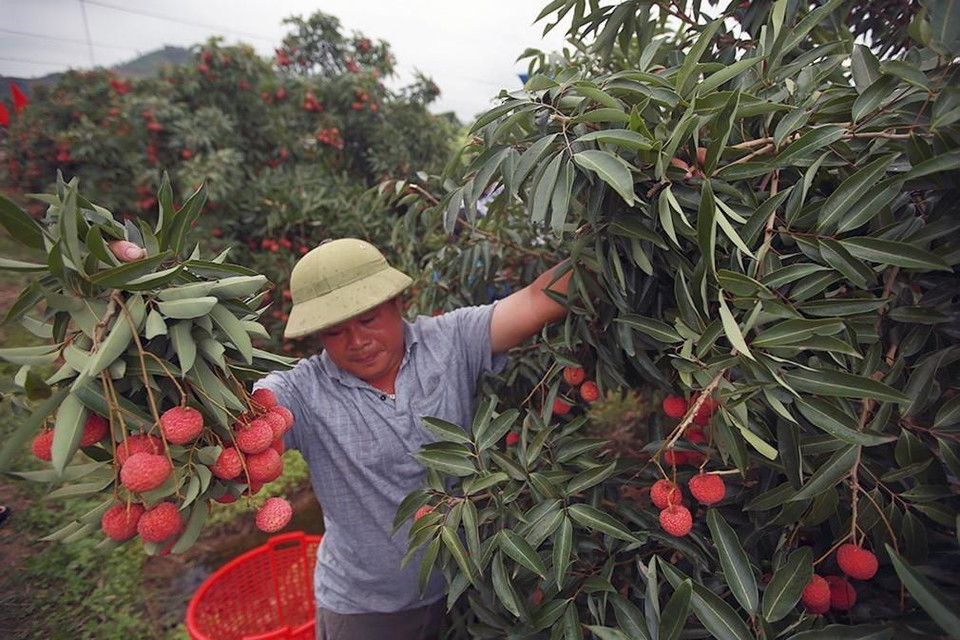 Năm 2019, hộ nông dân Đặng Văn Sìn (dân tộc Sán Dìu) ở thôn Muối, xã giáp Sơn, huyện Lục Ngạn có hơn 4.000m2 trồng vải theo tiêu chuẩn VietGap và GlobalGap, dự kiến thu hoạch được khoảng 3,5 tấn quả, thu lãi hơn 1,2 tỷ đồng, gấp 2 lần năm trước. (Ảnh: Trọng Đạt/TTXVN)