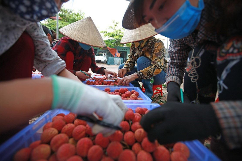 Sơ chế đóng gói vải thiều xuất khẩu tại một cơ sở ở xã Hồng Giang, huyện Lục Ngạn. (Ảnh: Trọng Đạt/TTXVN)