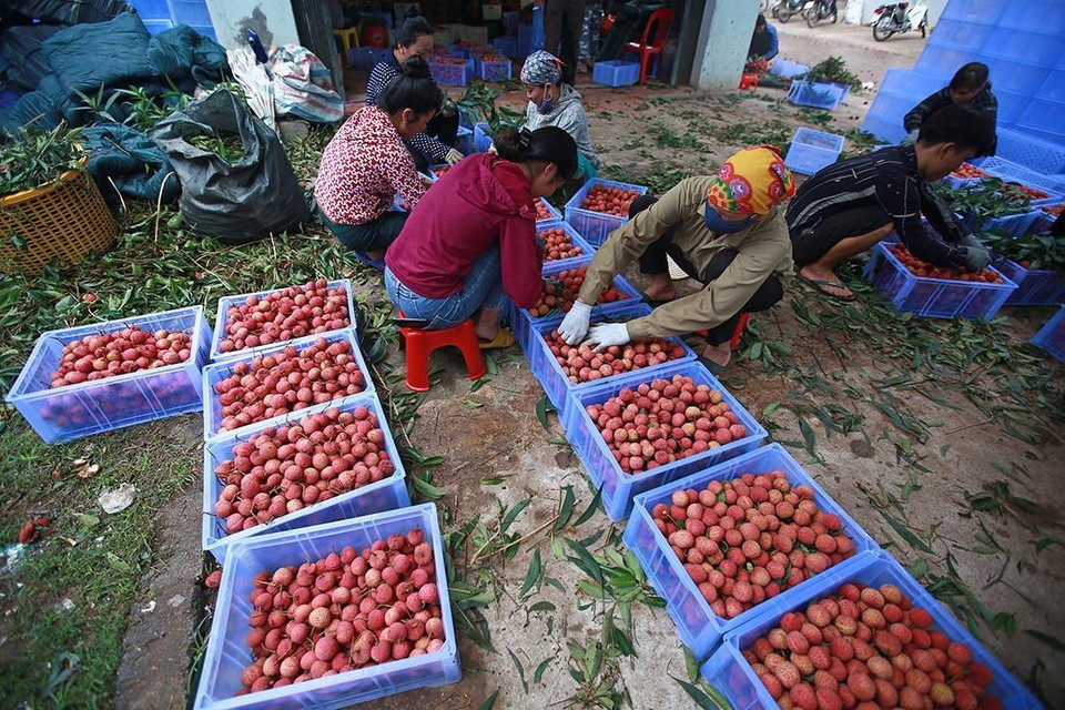 Sơ chế đóng gói vải thiều xuất khẩu tại một cơ sở ở xã Hồng Giang, huyện Lục Ngạn. (Ảnh: Trọng Đạt/TTXVN)