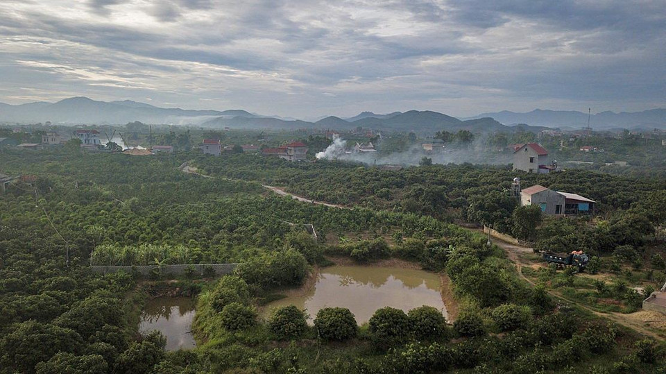 Vùng trông vải thiều theo tiêu chuẩn VietGap và GlobalGap, đảm bảo chất lượng đủ điều kiện sản phẩm xuất khẩu vào thị trường khó tính như Anh, Mỹ, Australia… tại xã giáp Sơn, huyện Lục Ngạn, Bắc Giang. (Ảnh: Trọng Đạt/TTXVN)