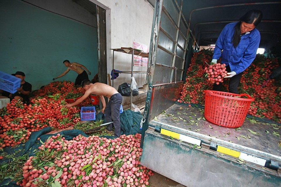 Sơ chế đóng gói vải thiều xuất khẩu tại một cơ sở ở xã Hồng Giang, huyện Lục Ngạn. (Ảnh: Trọng Đạt/TTXVN)