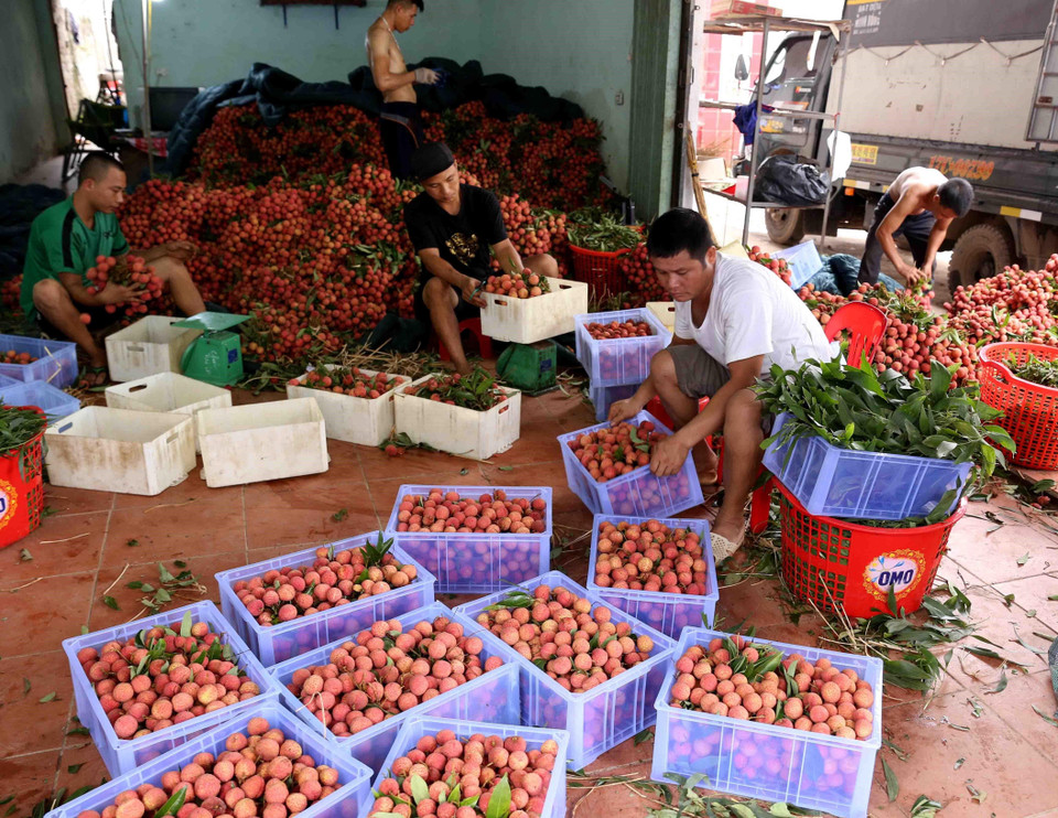Sơ chế đóng gói vải thiều xuất khẩu tại một cơ sở ở xã Hồng Giang, huyện Lục Ngạn. (Ảnh: Vũ Sinh/TTXVN)