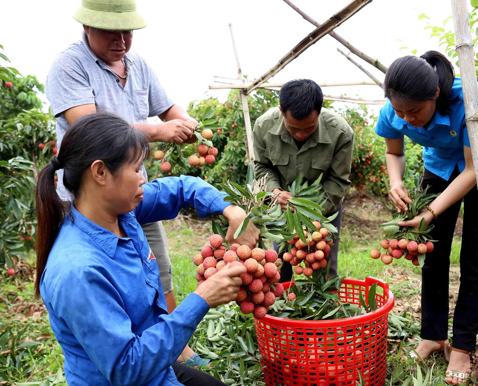 Cán bộ phụ trách kỹ thuật kiểm tra chất lượng trước khi cho thu hoạch tại, hộ nông dân Đặng Văn Sìn (dân tộc Sán Dìu) ở thôn Muối, xã giáp Sơn, huyện Lục Ngạn. (Ảnh: Vũ Sinh/ TTXVN)