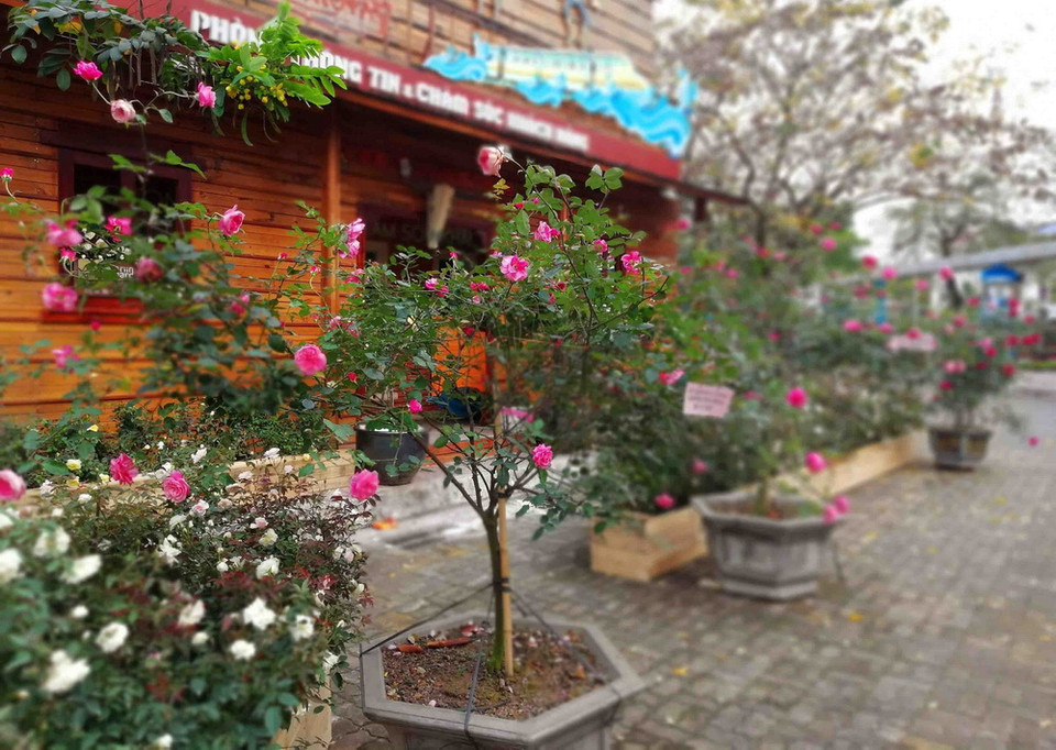 Nhiều cây hồng với độ tuổi hàng chục năm trở lên được trưng bày và cùng khoe sắc trong Ngày hội Hoa hồng Bulgaria và Bạn bè. (Ảnh: Thanh Tùng/TTXVN)