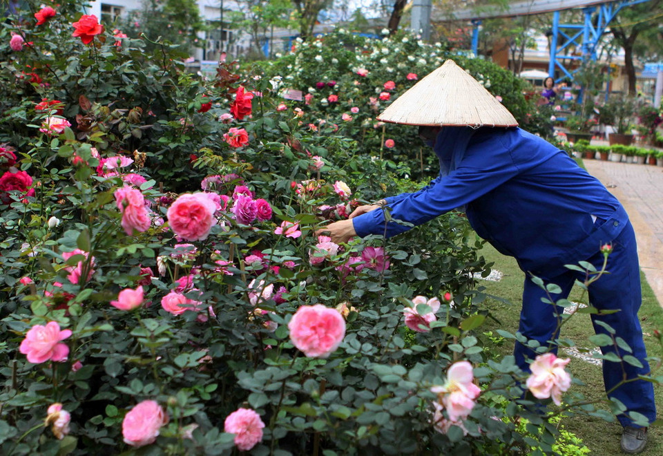 'Ngày hội Hoa hồng Bulgaria và Bạn bè' lần thứ hai, được tổ chức tại Công viên nước Hồ Tây, Hà Nội từ ngày 8-11/3, nhân dịp Quốc khánh Cộng hòa Bulgaria (3/3); kỷ niệm 68 năm thiết lập quan hệ ngoại giao giữa 2 nước Việt Nam-Bulgaria và chào mừng ngày Quốc tế Phụ nữ 8/3. (Ảnh: Thanh Tùng/TTXVN)