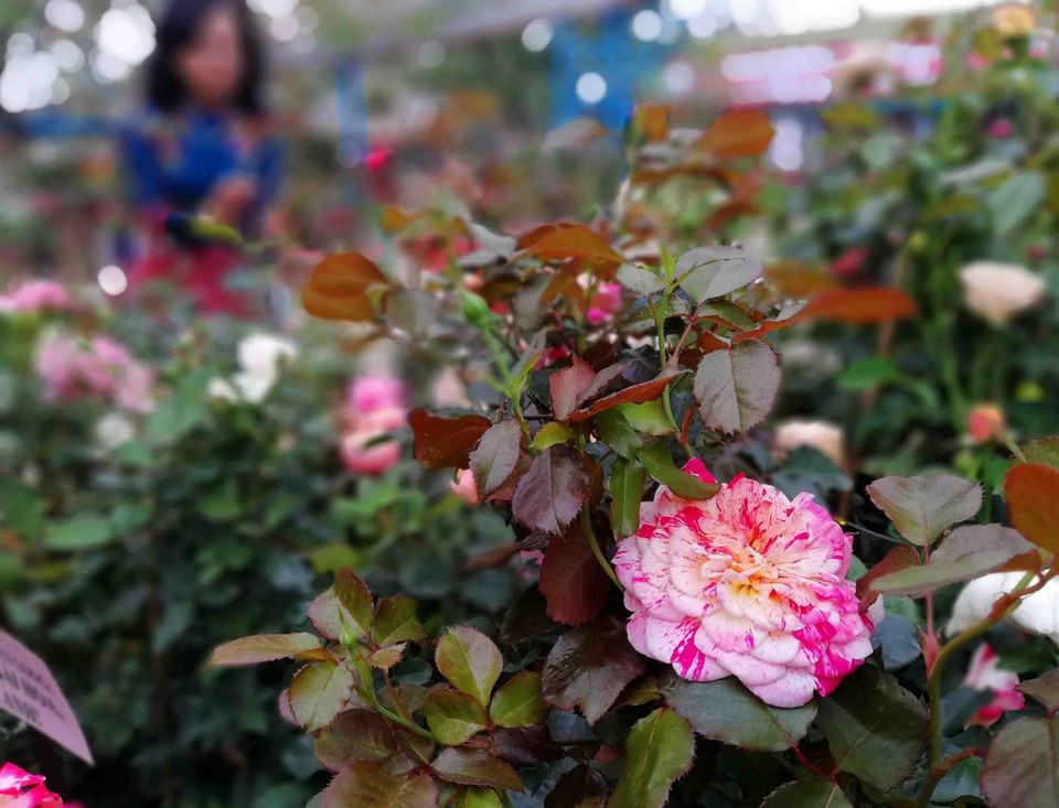 Muôn sắc hoa hồng Bulgaria. (Ảnh: Thanh Tùng/TTXVN)