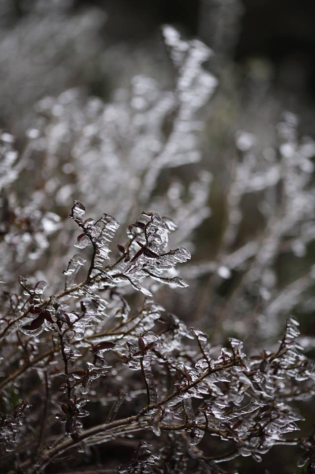 Băng tuyết đóng trên những ngọn cây tại đỉnh đèo. (Ảnh: Lê Minh Sơn/Vietnam+)