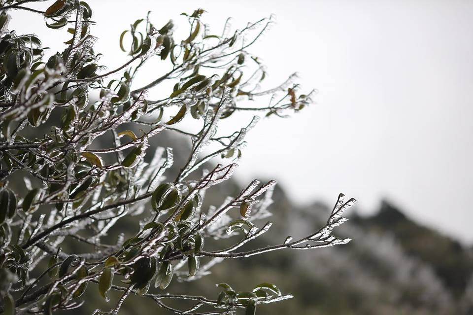 Băng tuyết đóng trên những ngọn cây tại đỉnh đèo. (Ảnh: Lê Minh Sơn/Vietnam+)