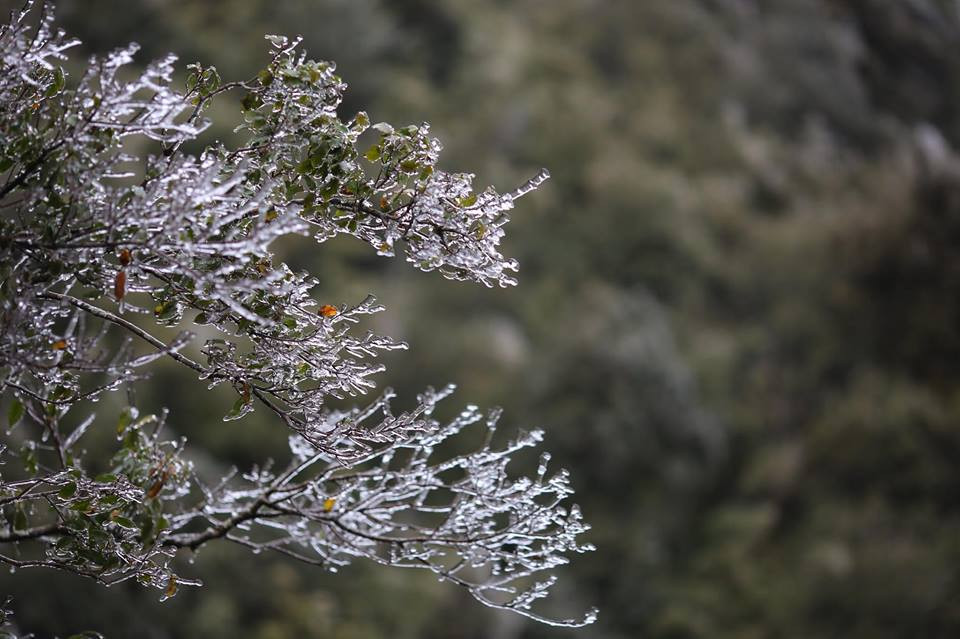 Băng tuyết đóng trên những ngọn cây tại đỉnh đèo. (Ảnh: Lê Minh Sơn/Vietnam+)