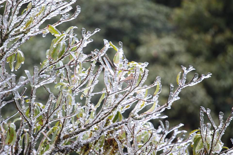 Băng tuyết đóng trên những ngọn cây tại đỉnh đèo. (Ảnh: Lê Minh Sơn/Vietnam+)