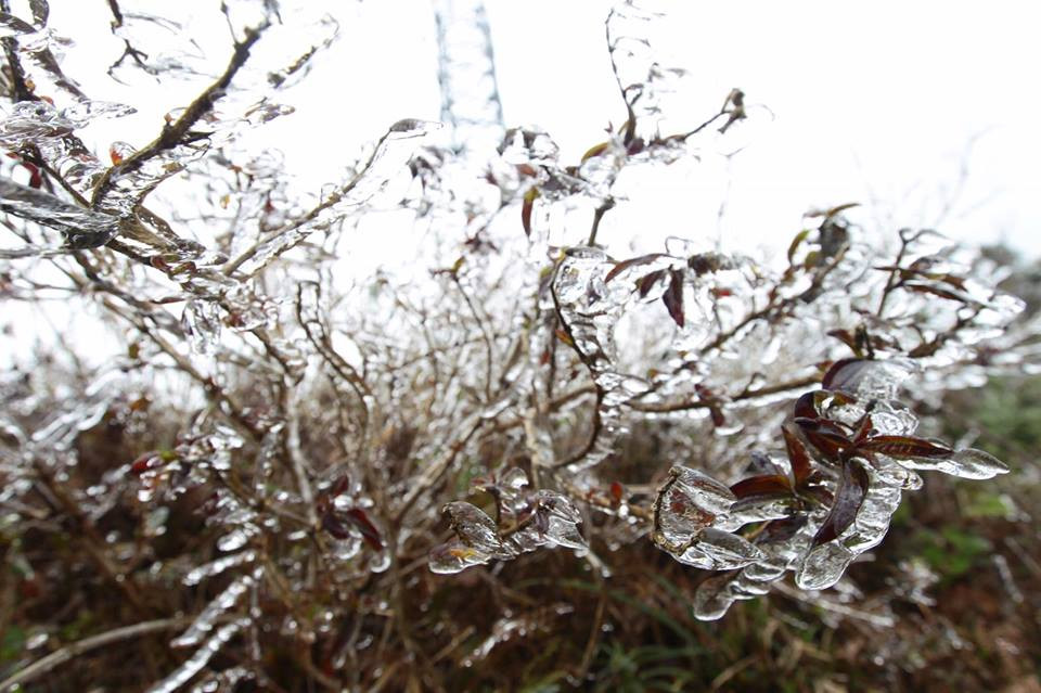 Băng tuyết đóng trên những ngọn cây tại đỉnh đèo. (Ảnh: Lê Minh Sơn/Vietnam+)