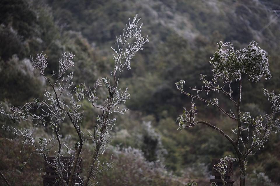 Người dân sinh sống ở vùng núi này cho biết buổi sáng sớm nay trời xuất hiện mưa nhỏ, sau khi tạnh mưa thì trời quang đãng dần và bắt đầu xuất hiện băng giá. (Ảnh: Lê Minh Sơn/Vietnam+)