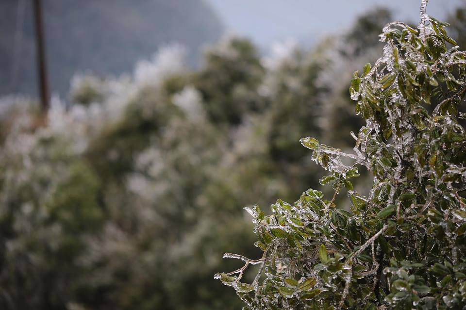 Băng tuyết đóng trên những ngọn cây tại đỉnh đèo. (Ảnh: Lê Minh Sơn/Vietnam+)