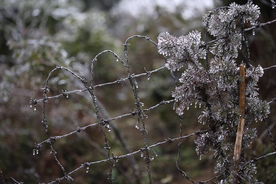 Cũng theo người dân, do đỉnh Ô Quy Hồ là nơi hút gió dù nhiệt độ không quá thấp vẫn bị hiện tượng đóng băng. (Ảnh: Lê Minh Sơn/Vietnam+)