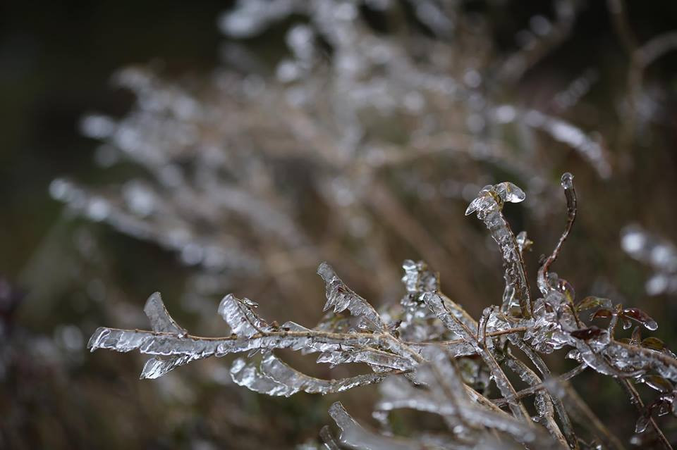 Băng tuyết đóng trên những ngọn cây tại đỉnh đèo. (Ảnh: Lê Minh Sơn/Vietnam+)