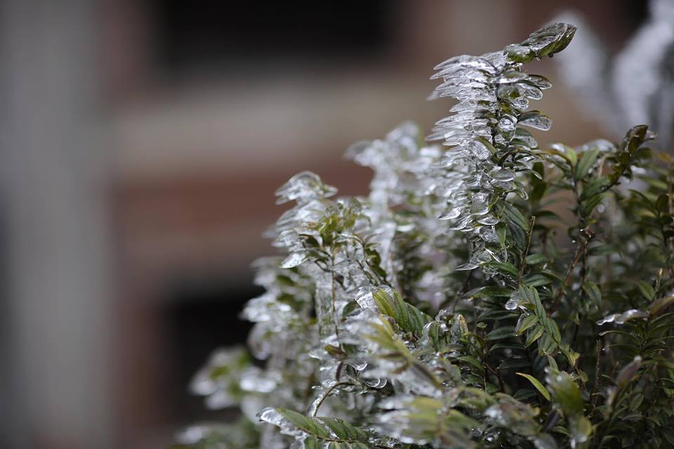 Băng tuyết đóng trên những ngọn cây tại đỉnh đèo. (Ảnh: Lê Minh Sơn/Vietnam+)