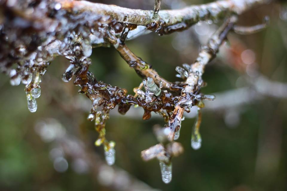 Băng tuyết đóng trên những ngọn cây tại đỉnh đèo. (Ảnh: Lê Minh Sơn/Vietnam+)