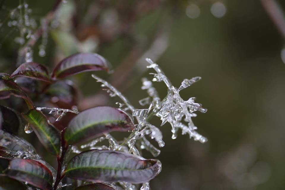 Băng tuyết đóng trên những ngọn cây tại đỉnh đèo. (Ảnh: Lê Minh Sơn/Vietnam+)