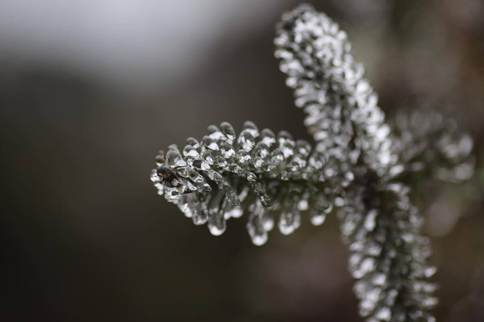 Băng tuyết đóng trên những ngọn cây tại đỉnh đèo. (Ảnh: Lê Minh Sơn/Vietnam+)