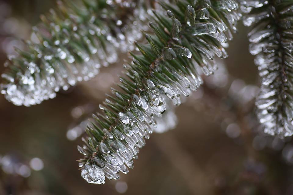 Trong buổi sáng 11/1, tại đường lên đỉnh đèo Ô Quy Hồ ở độ cao gần 2.000 mét (Lào Cai) đã xuất hiện băng giá bao phủ. (Ảnh: Lê Minh Sơn/Vietnam+)